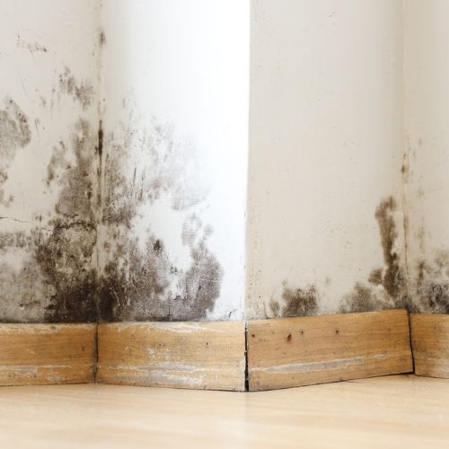 mold on lower portion of white wall near baseboard