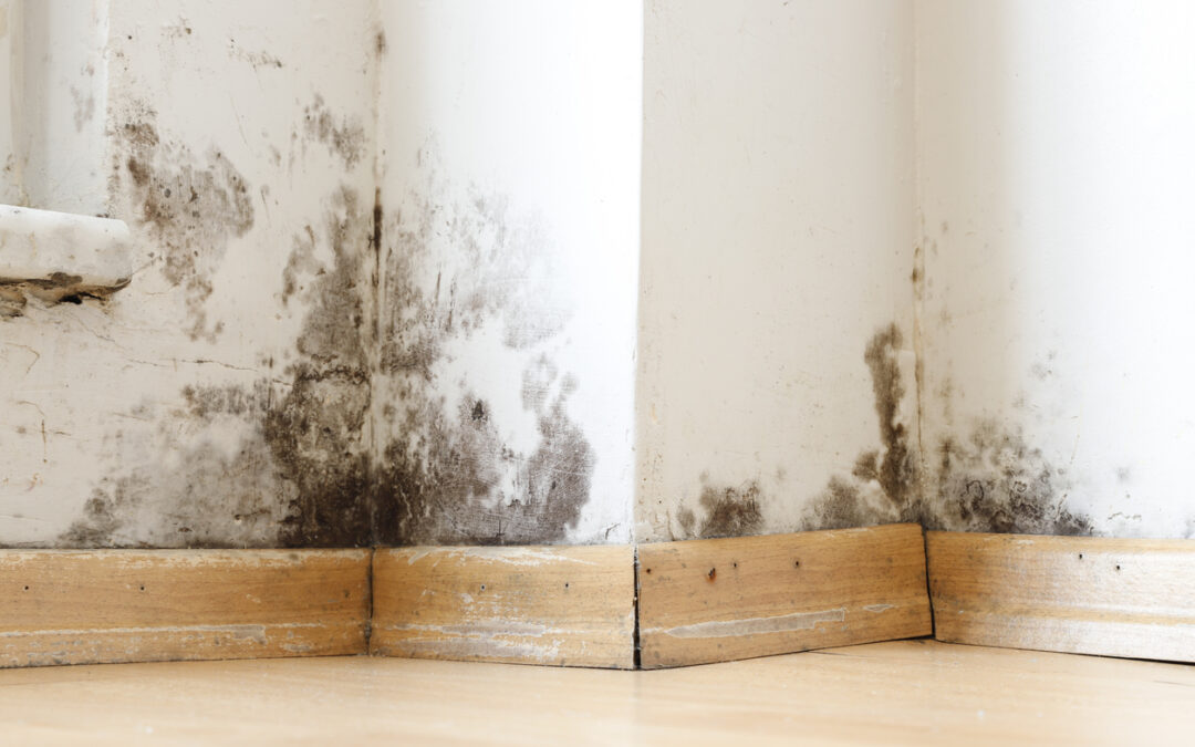 How to Check for Mold After Water Damage: A Comprehensive Guide