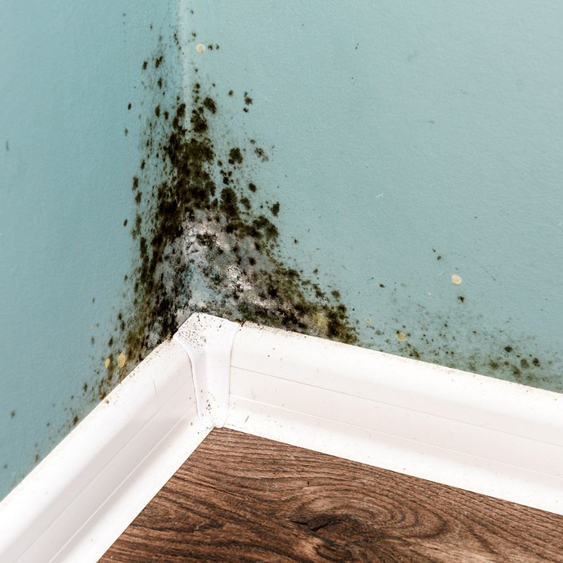 Black mould on wall closeup. House cleaning concept