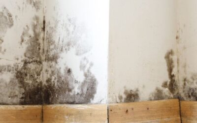 Ultimate Guide to Preventing Indoor Mold During the Summer