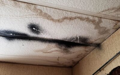 Mold Myths Debunked: Separating Fact from Fiction