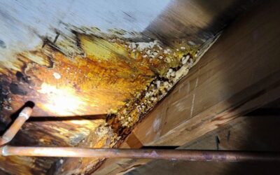 Five Fall Mold Prevention Tips