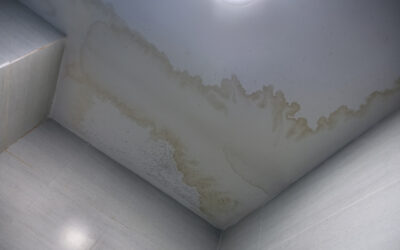 The Hidden Dynamics of Mold Growth