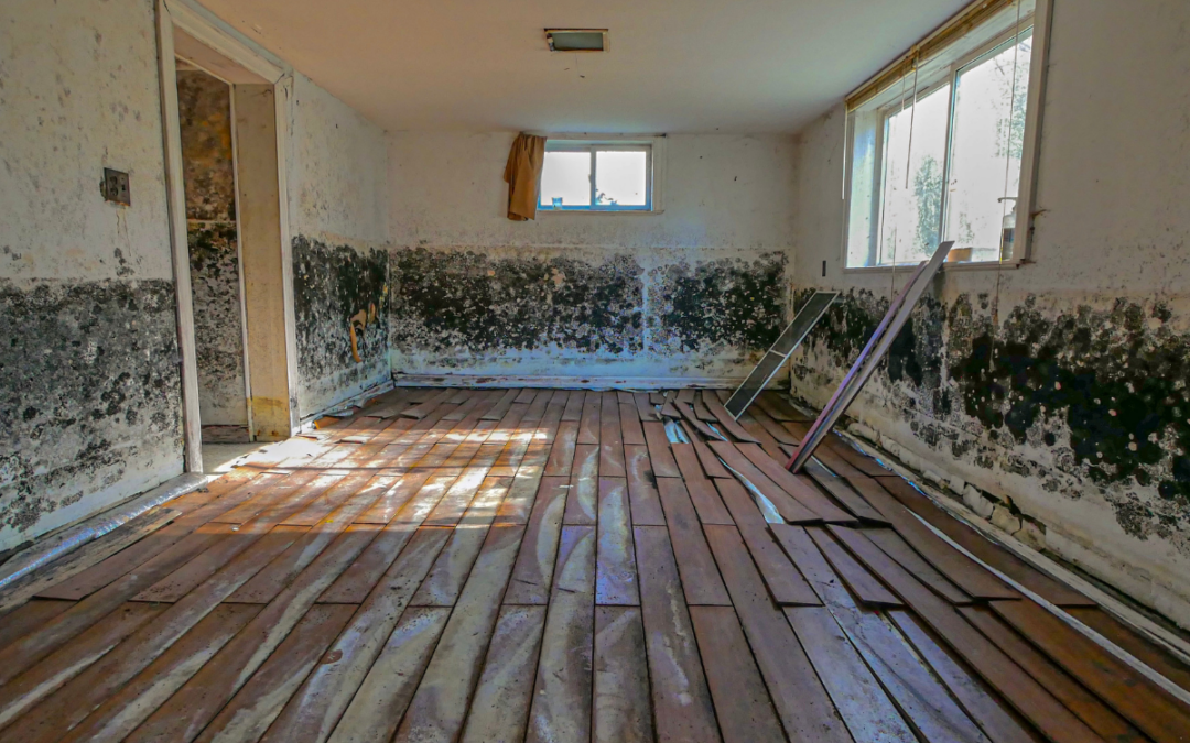 Ensuring Mold Prevention in Vacation Homes and Rental Properties