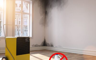 Four Common Misconceptions About Mold