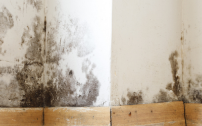 10 Warning Signs of Mold Toxicity