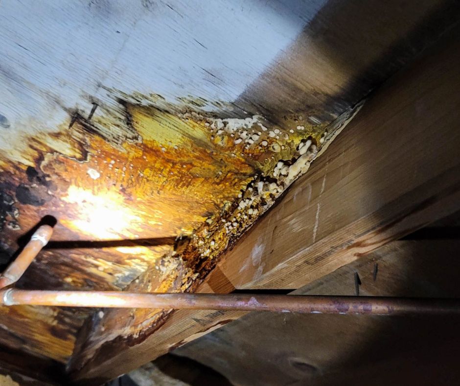 wet floorboard wood causing a white and black mold growth around a copper pipe.