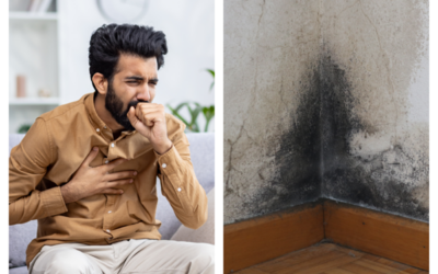 Black Mold is Harmful to Health and Property 